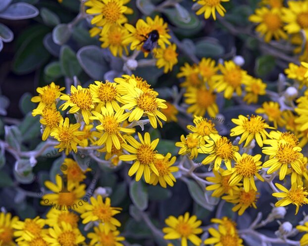 Brachyglottis senecio 'Sunshine'