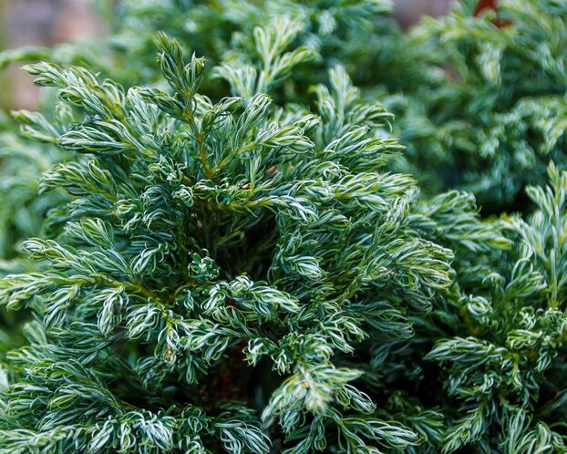 Chamaecyparis pisifera 'Baby Blue'