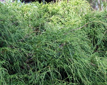 Chamaecyparis pisifera 'Filifera Nana'