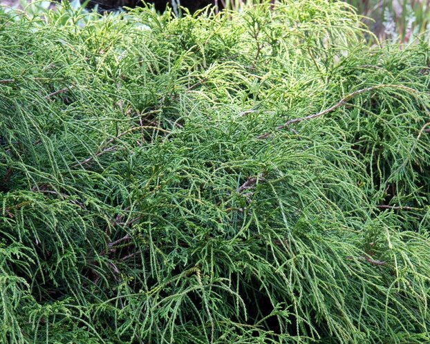 Chamaecyparis pisifera 'Filifera Nana'