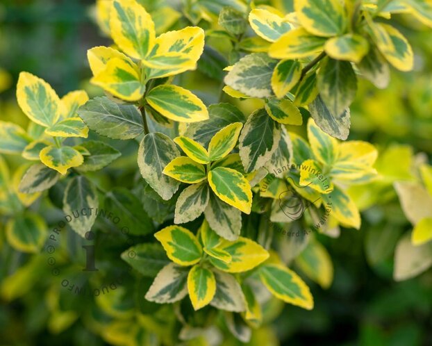 Euonymus fortunei 'Emerald 'n Gold'