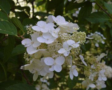 Hydrangea paniculata 'Darts Little Dot'