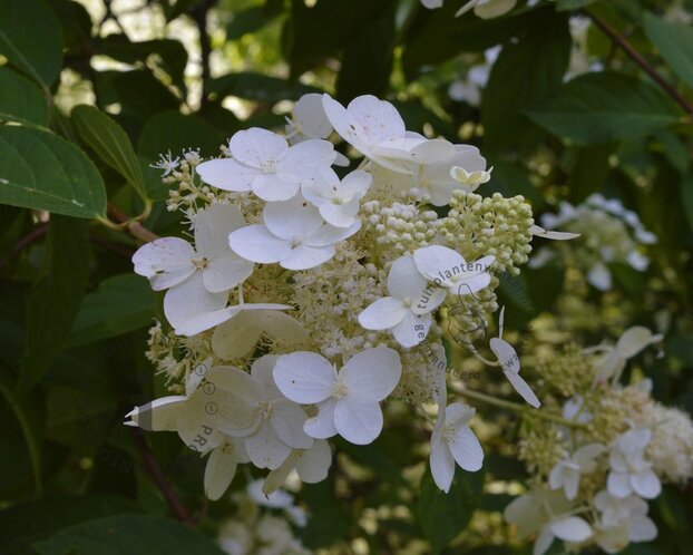 Hydrangea paniculata 'Darts Little Dot'