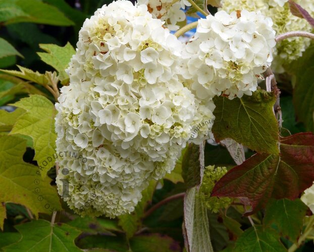Hydrangea quercifolia 'Harmony'