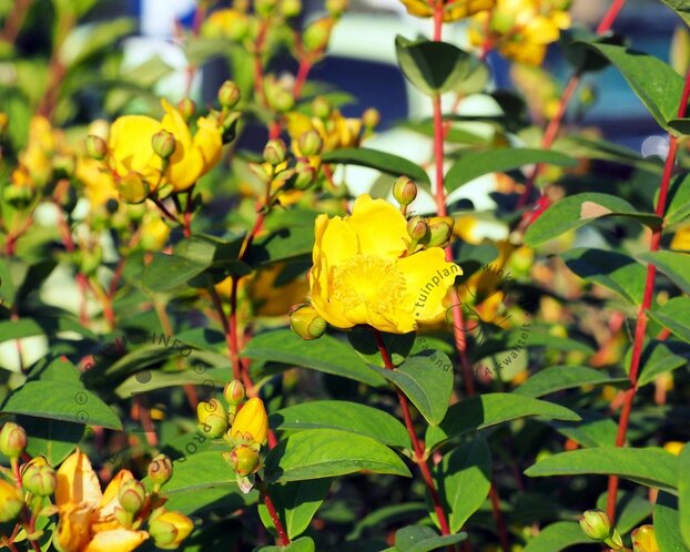 Hypericum 'Magical White'