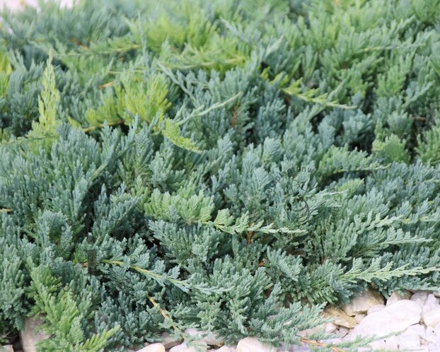 Juniperus horizontalis 'Icee Blue'