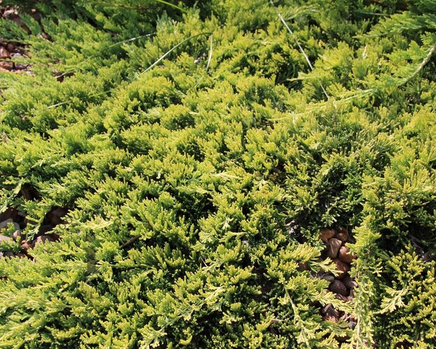 Juniperus horizontalis 'Golden Carpet'