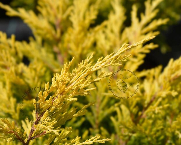 Juniperus horizontalis 'Lime Glow'