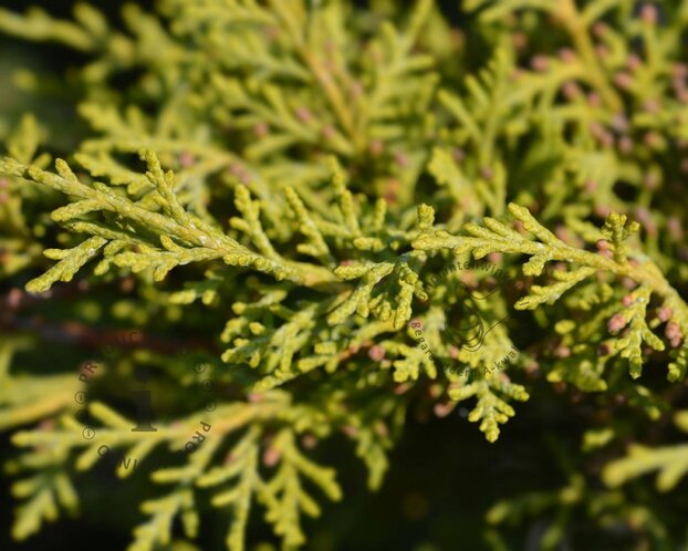 Juniperus media 'Old Gold'