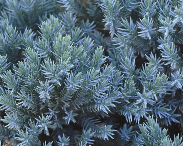 Juniperus squamata 'Blue Star'