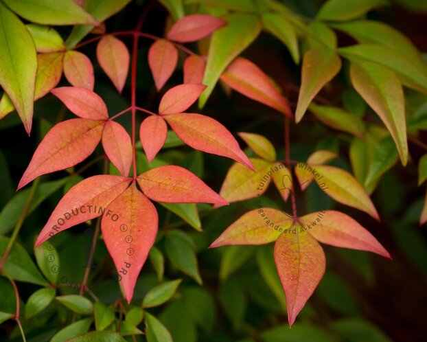 Nandina  domestica 'Gulfstream'