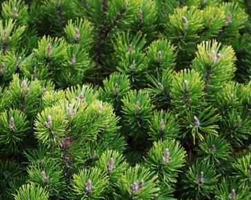 Pinus mugo var. pumilio