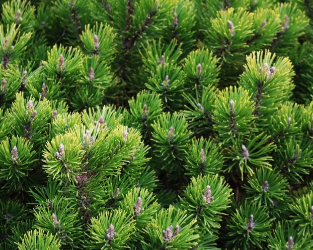 Pinus mugo var. pumilio