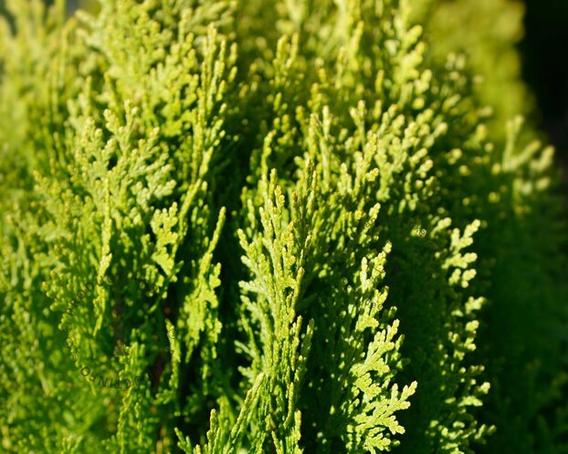Platycladus orientalis 'Aurea Nana'