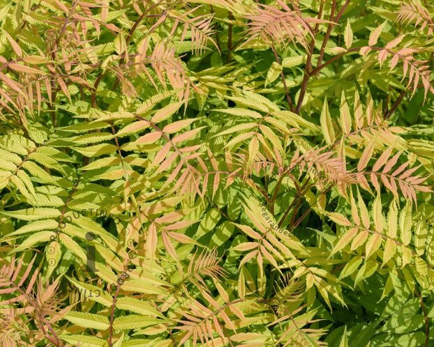 Sorbaria sorbifolia 'Sem'