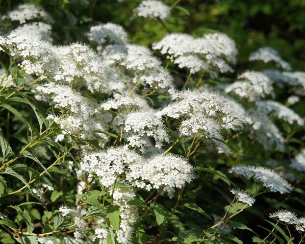 Spiraea japonica 'Albiflora'
