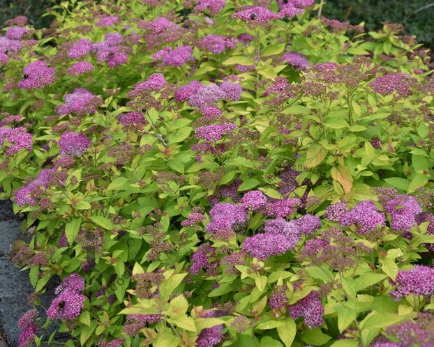 Spiraea japonica 'Golden Princess'