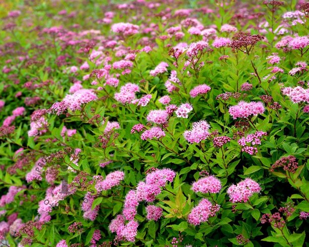 Spiraea japonica 'Nana'