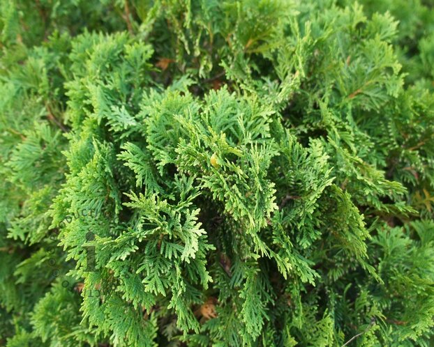 Thuja occidentalis 'Danica'
