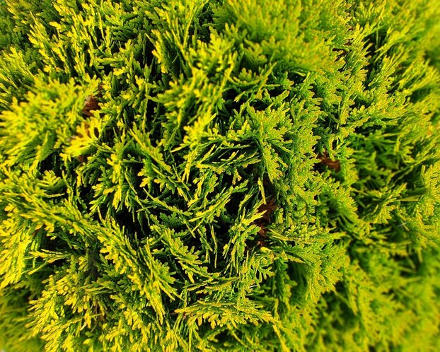 Thuja occidentalis 'Mirjam'