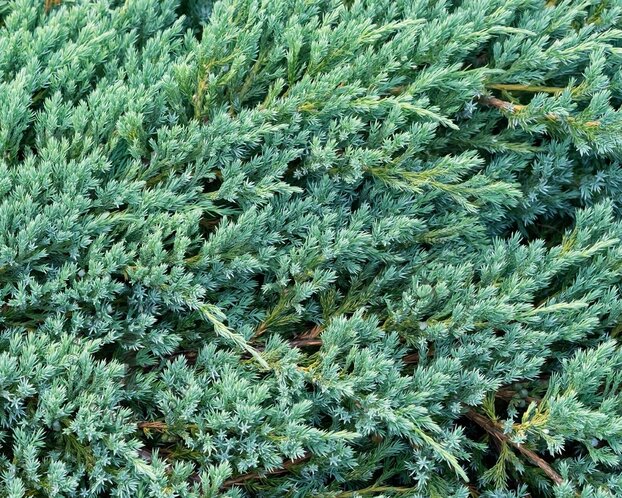Juniperus squamata 'Blue Carpet'