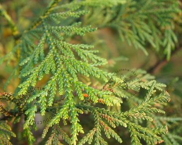 Thujopsis dolabrata 'Nana'