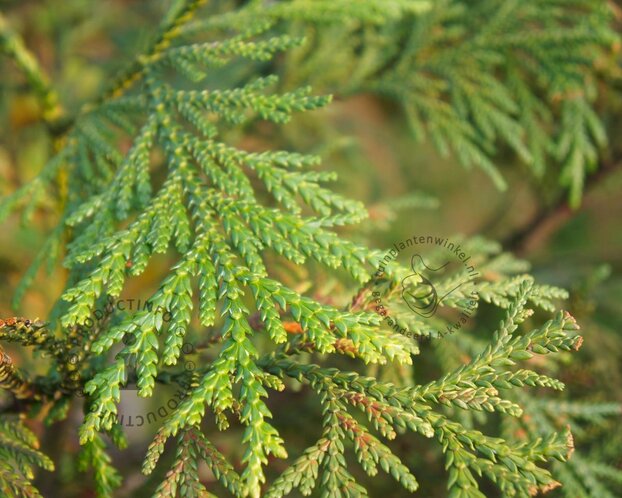 Thujopsis dolabrata 'Nana'
