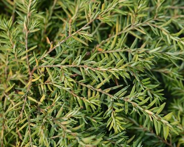 Tsuga canadensis 'Jeddeloh'
