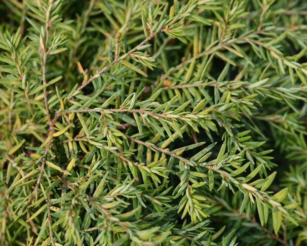 Tsuga canadensis 'Jeddeloh'