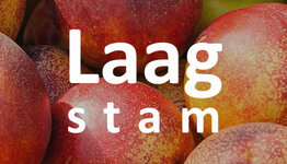 Nectarine laagstam image