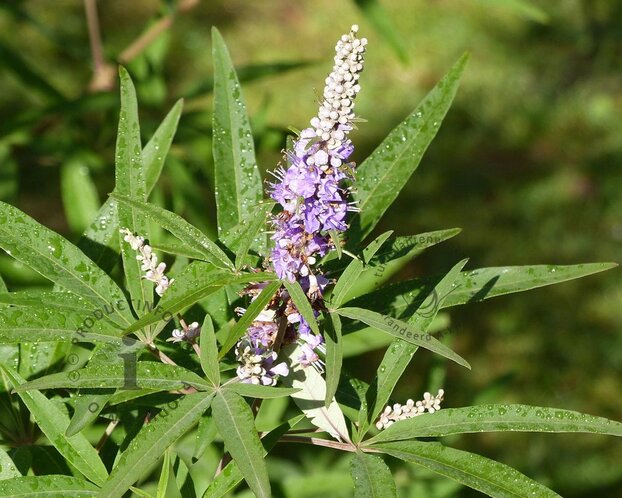 Vitex agnus-castus