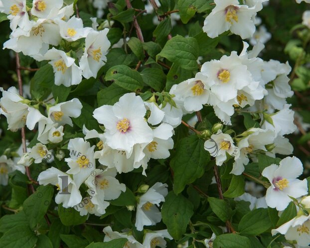 Philadelphus 'Belle Etoile'