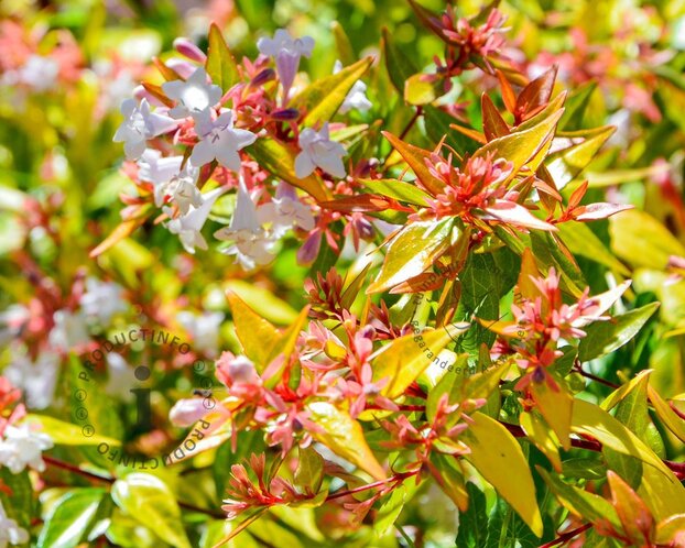 Abelia x grandiflora 'Kaleidoscope'