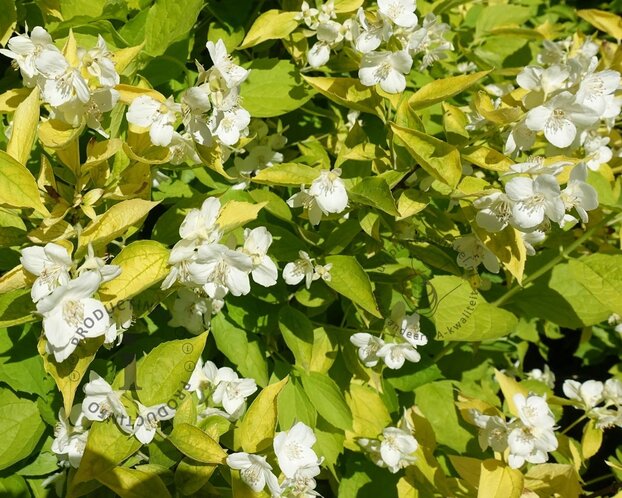 Philadelphus coronarius 'Aureus'