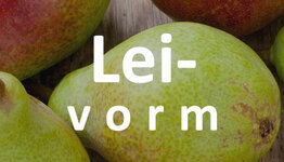 Lei perenboom image