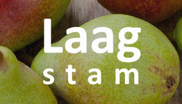 Laagstam perenboom image