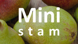 Mini perenboom image