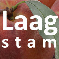Laagstam perzikboom