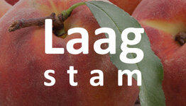 Laagstam perzikboom image