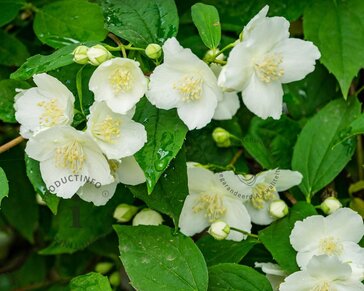 Philadelphus 'Lemoinei'