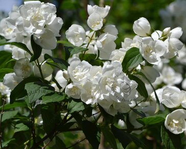 Philadelphus 'Manteau d'Hermine'