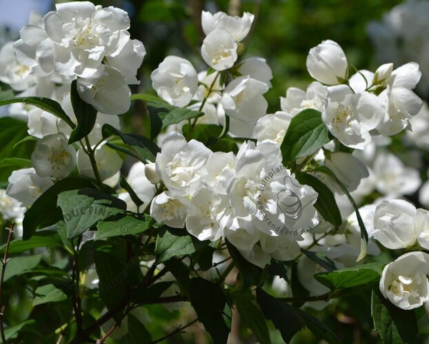 Philadelphus 'Manteau d'Hermine'