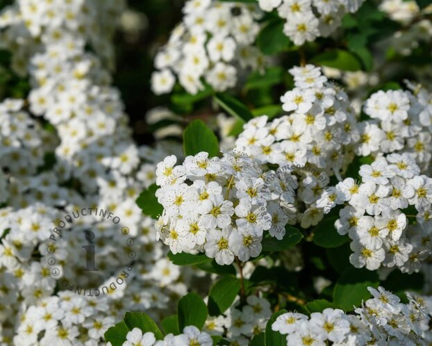 Spiraea nipponica 'Snowmound'