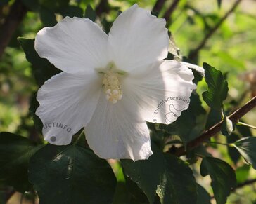 Hibiscus syriacus 'Totus Albus'