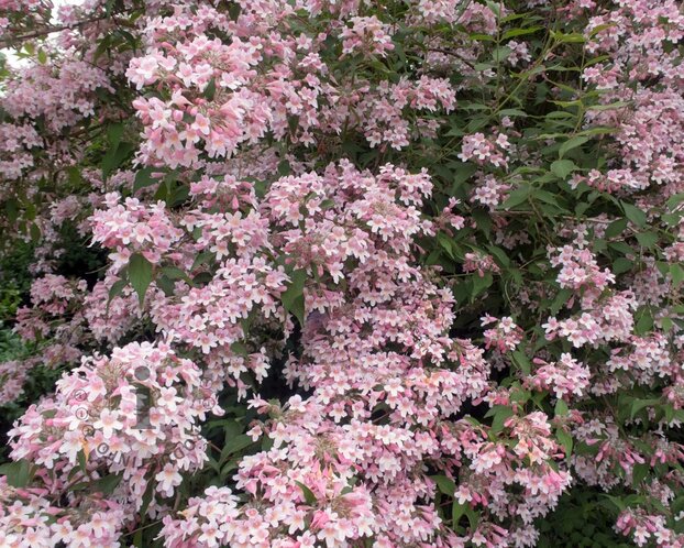 Kolkwitzia amabilis 'Pink Cloud'