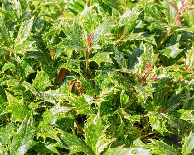 Osmanthus heterophyllus 'Goshiki'
