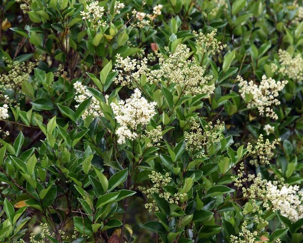 Ligustrum lucidum
