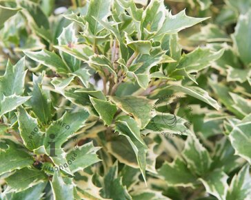 Osmanthus heterophyllus 'Variegatus'