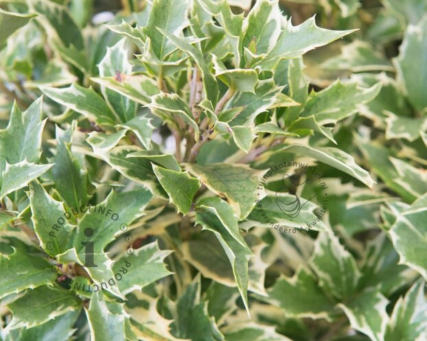 Osmanthus heterophyllus 'Variegatus'