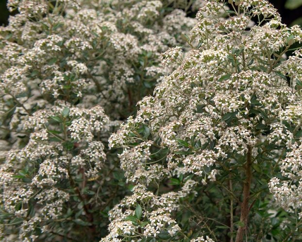 Olearia haastii